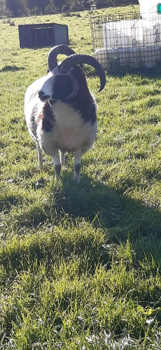Jacob sheep - Image 3