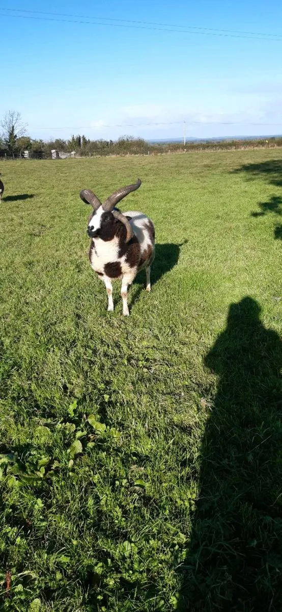 Jacob sheep - Image 4