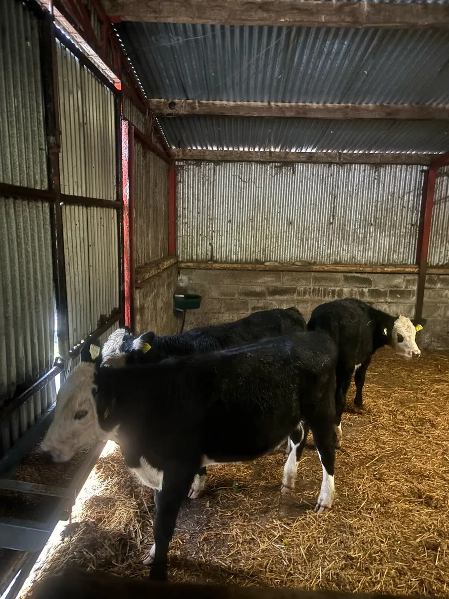 Cattle - Image 1