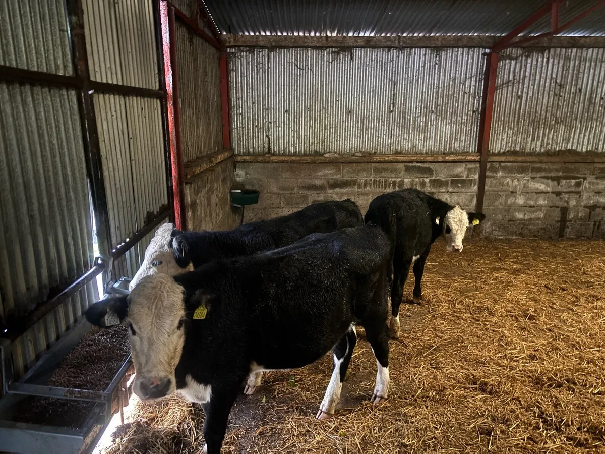Cattle - Image 2