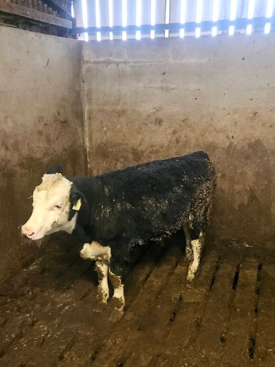Whitehead bulls a Sim Heifer - Image 1