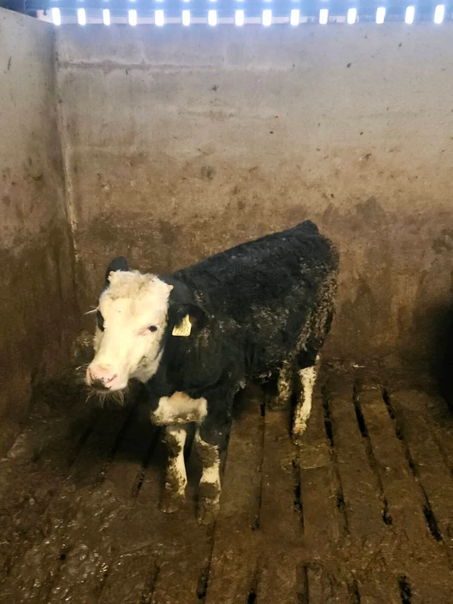 Whitehead bulls a Sim Heifer - Image 2
