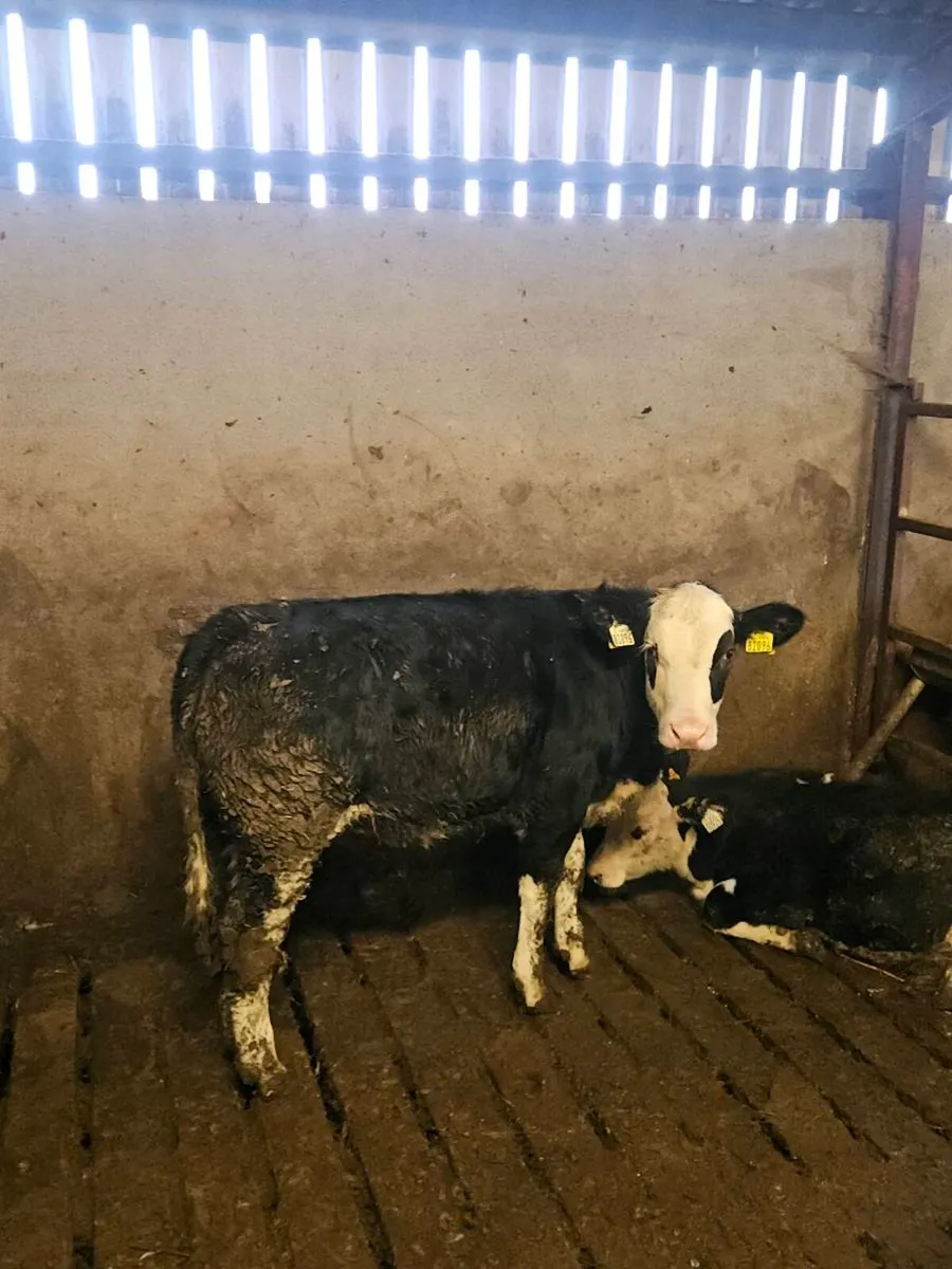 Whitehead bulls a Sim Heifer - Image 3