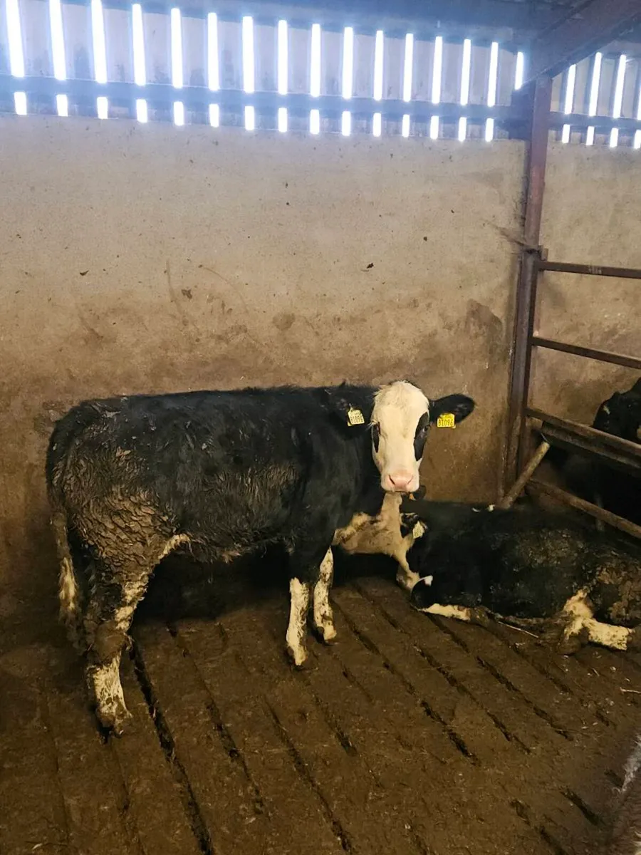 Whitehead bulls a Sim Heifer - Image 4