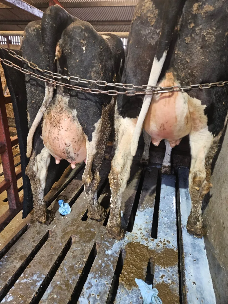 Freshly calved Heifers and cows - Image 2