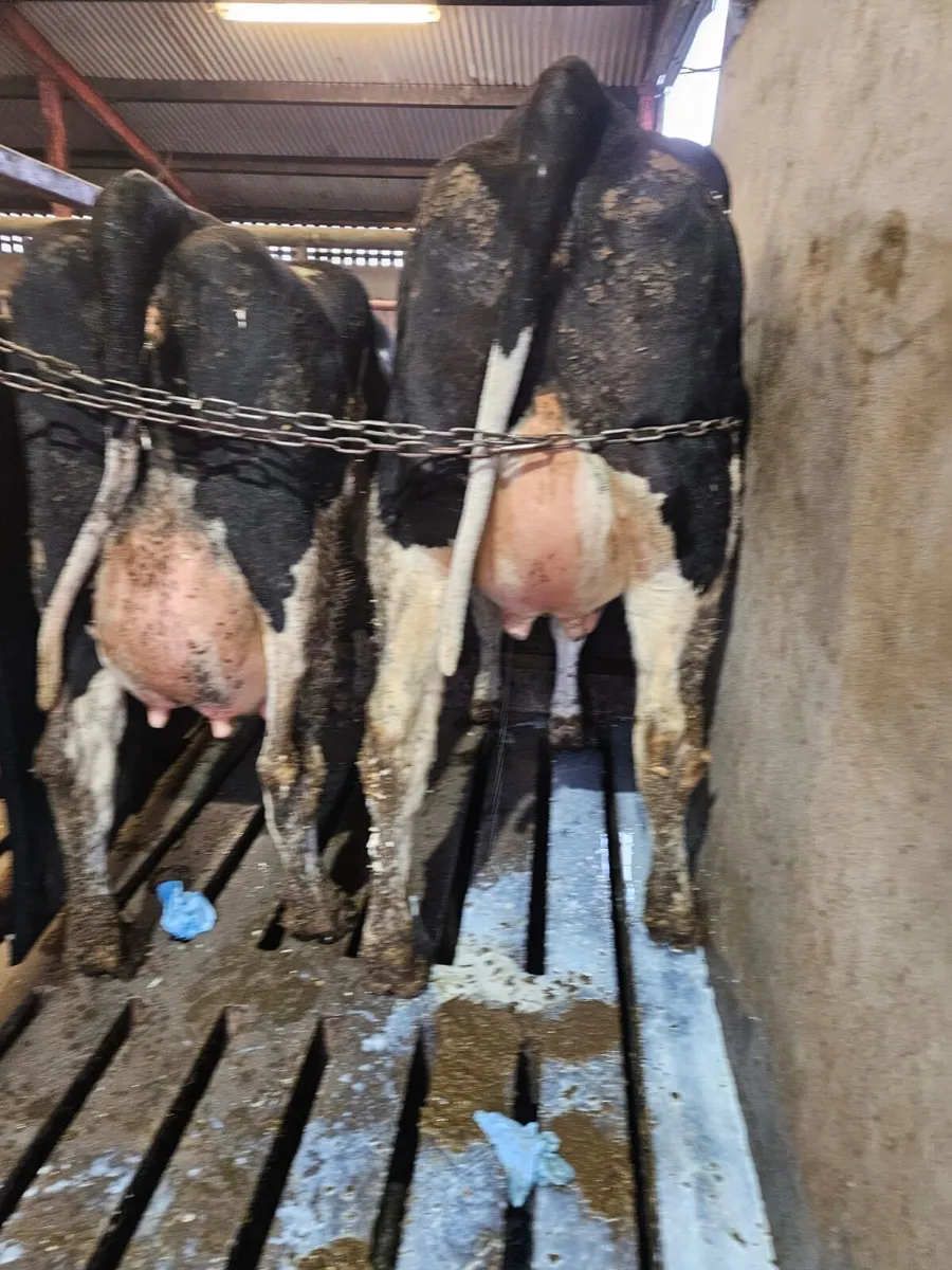 Freshly calved Heifers and cows - Image 3