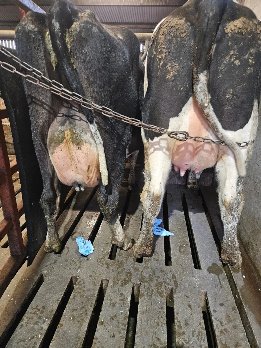 Freshly calved Heifers and cows - Image 1