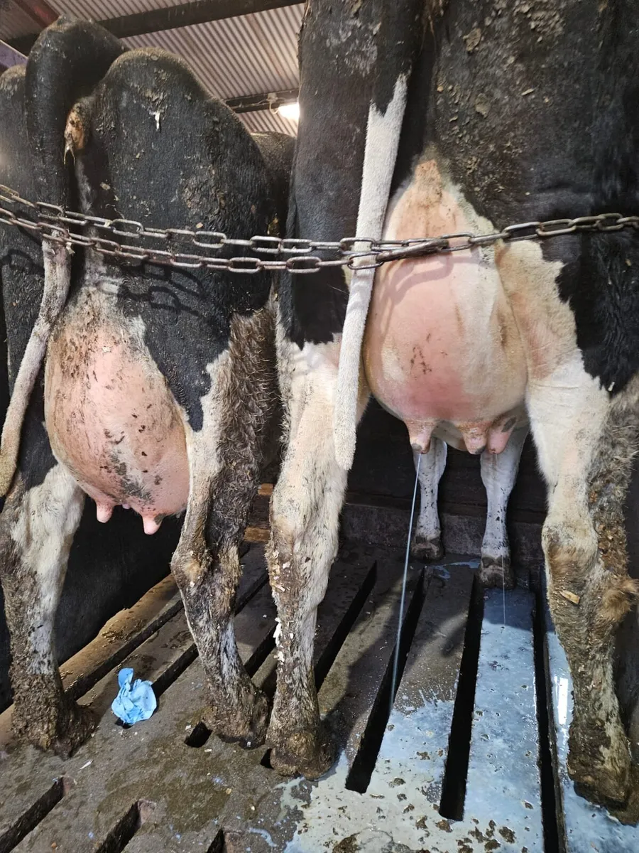 Freshly calved Heifers and cows - Image 4