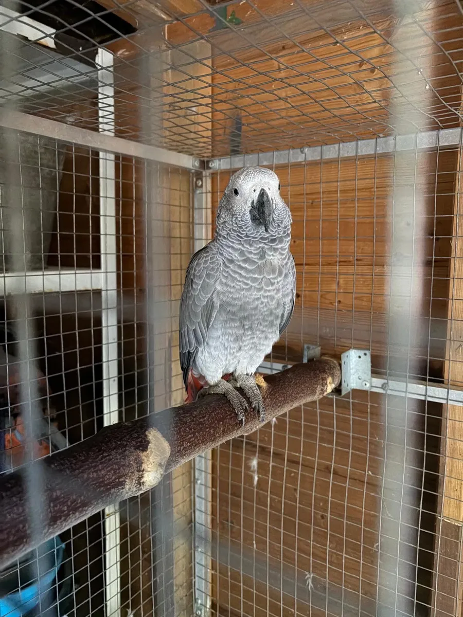 Bird cage - Image 1