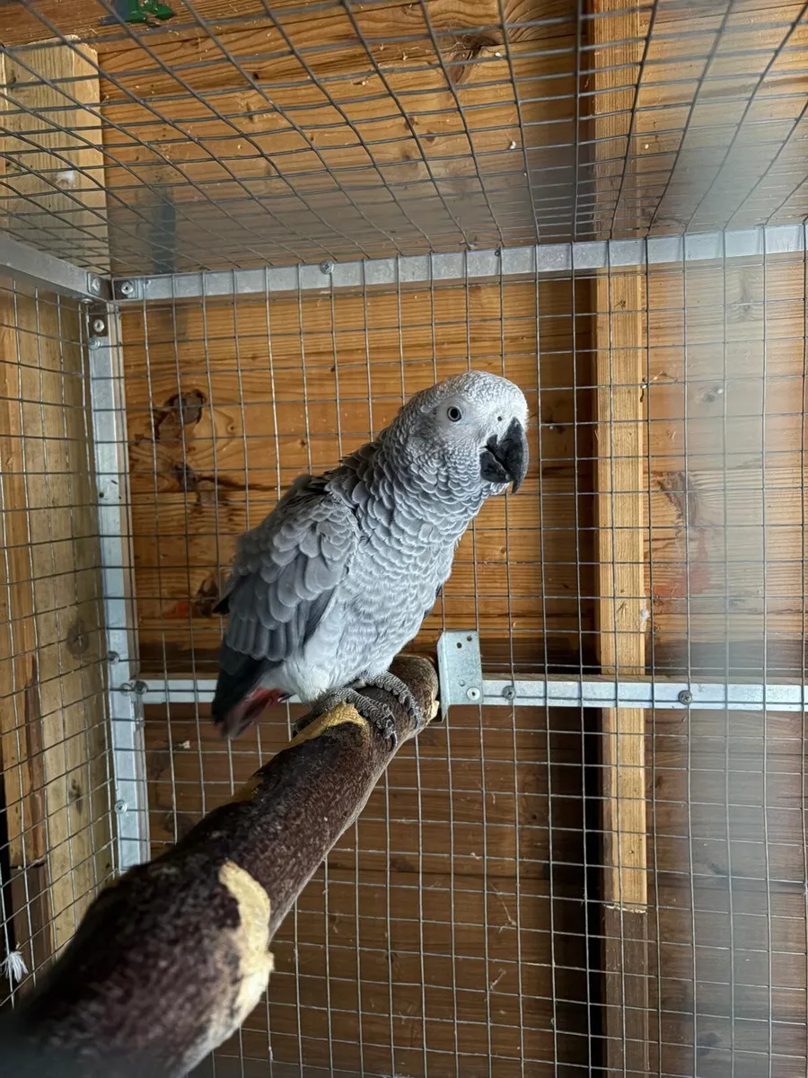 Bird cage - Image 2