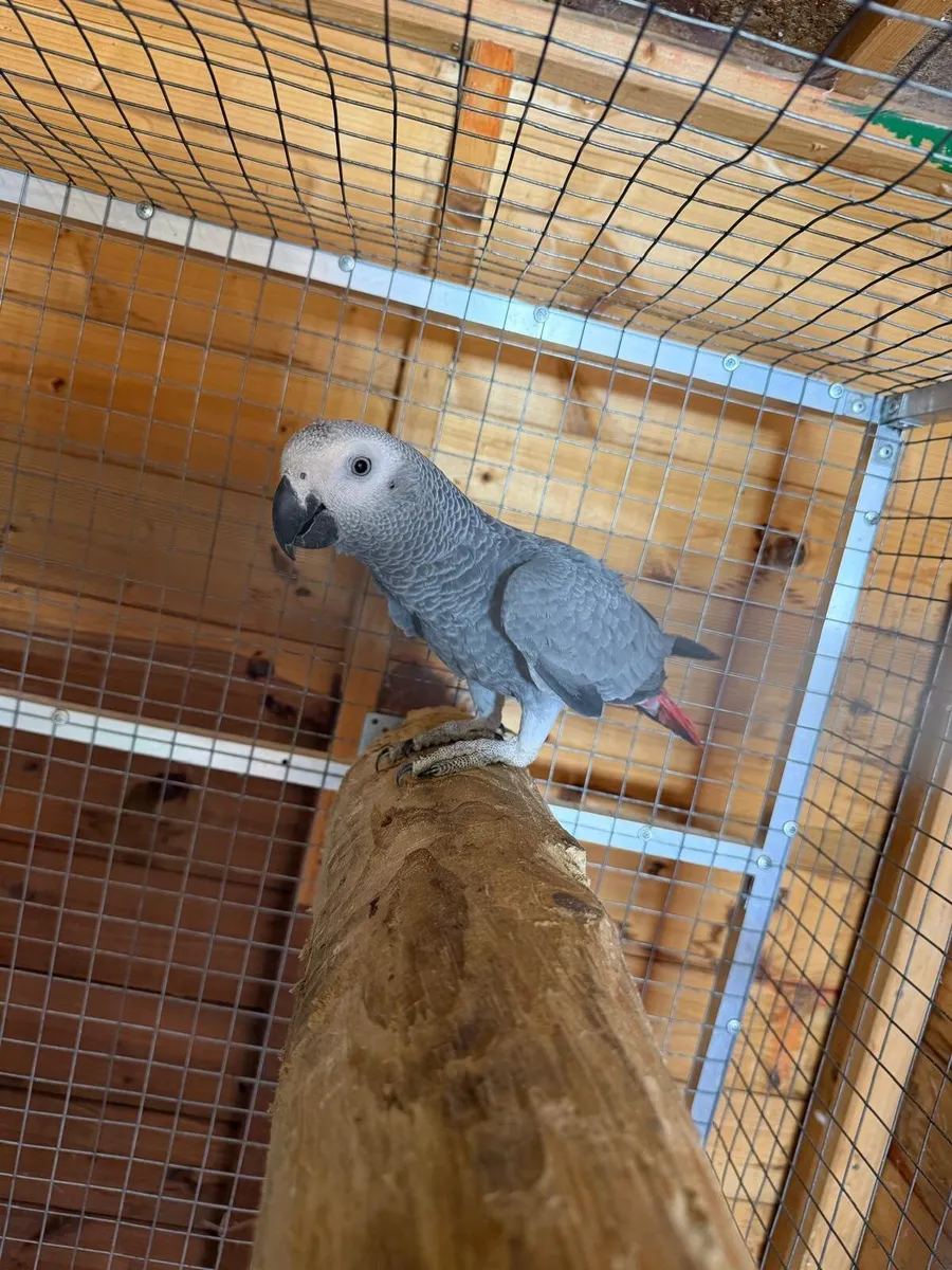 Bird cage - Image 3