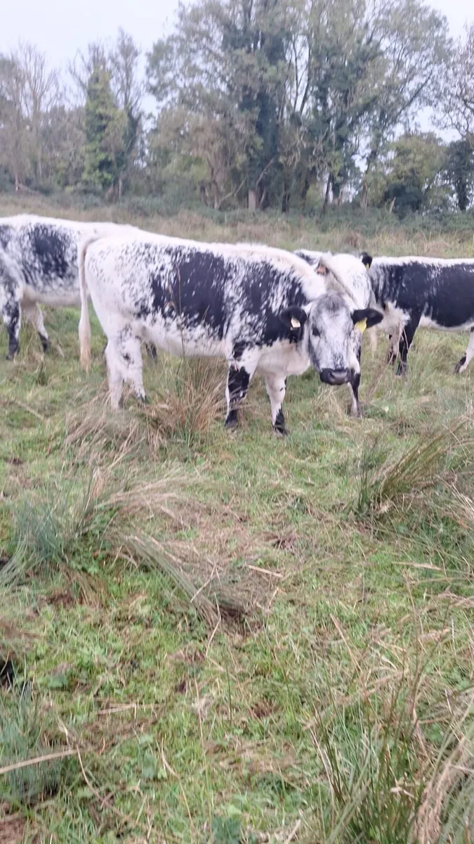 Speckled Heifers - Image 2
