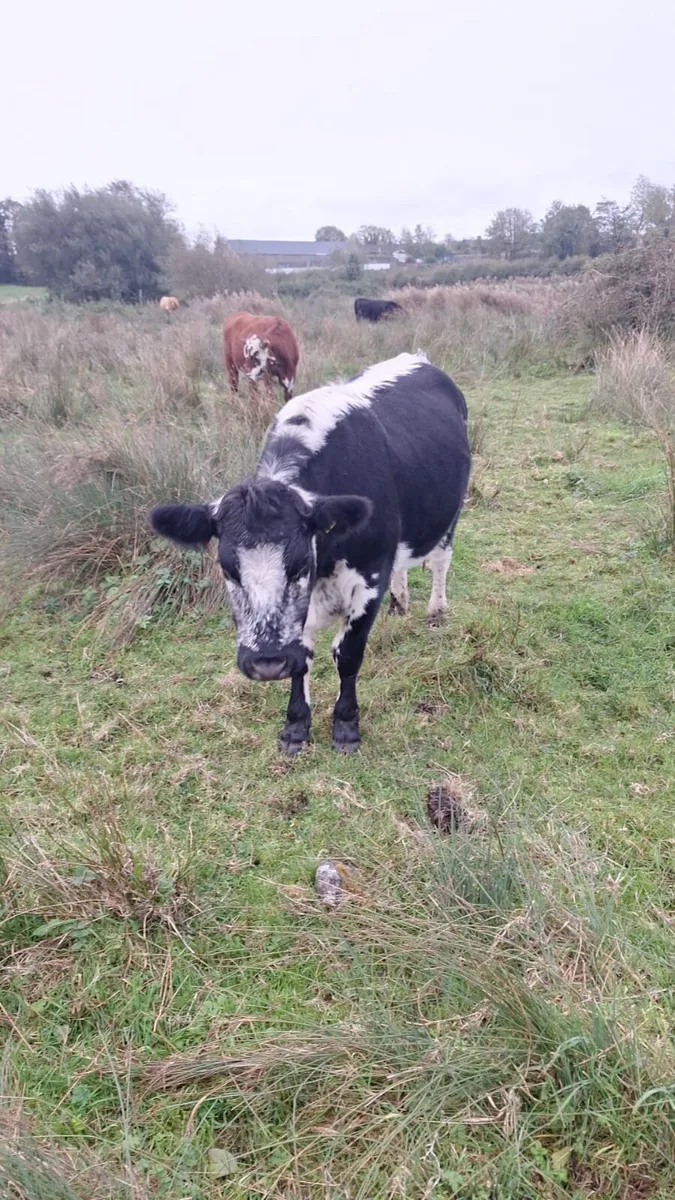 Speckled Heifers - Image 3