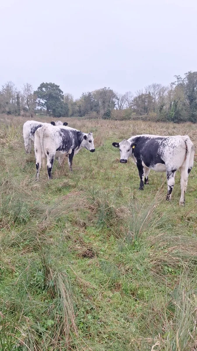 Speckled Heifers - Image 4
