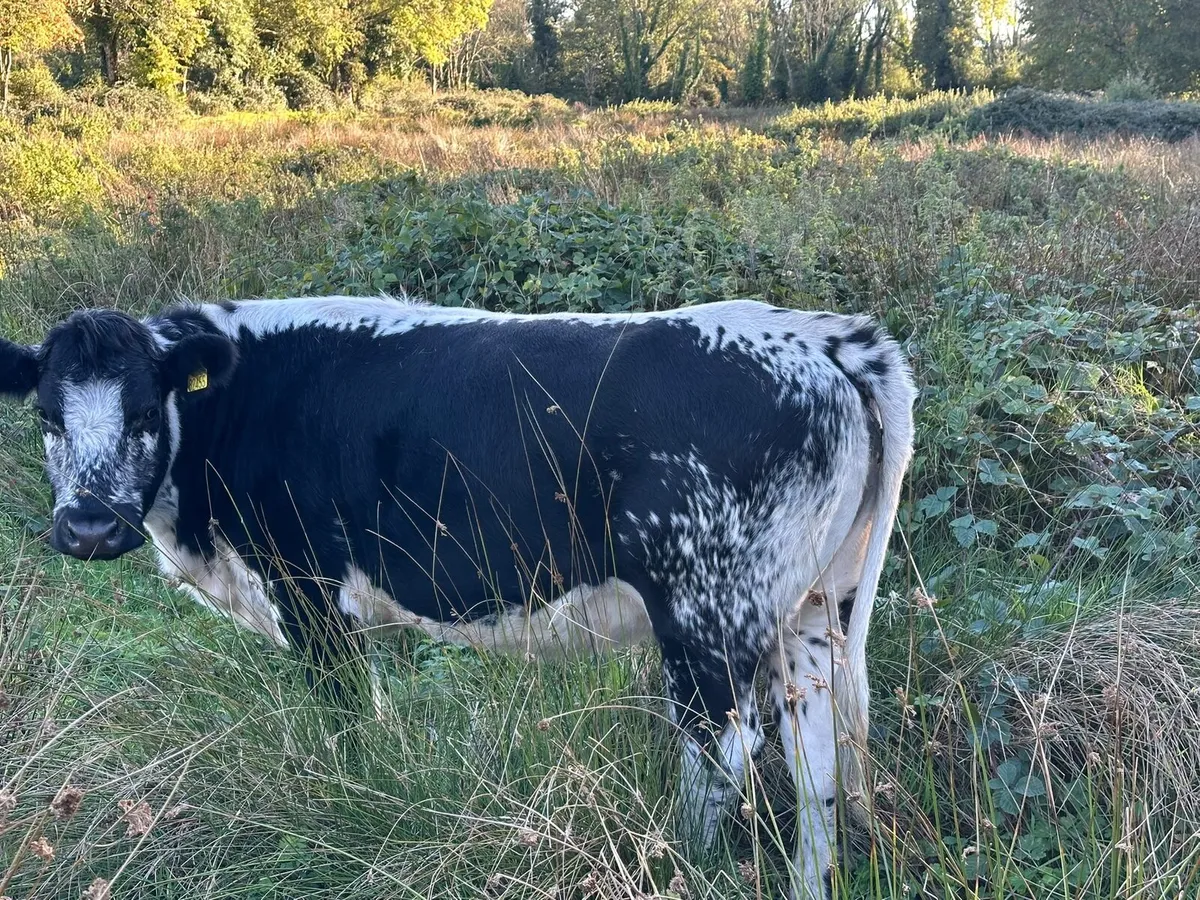 Speckled Heifers - Image 1