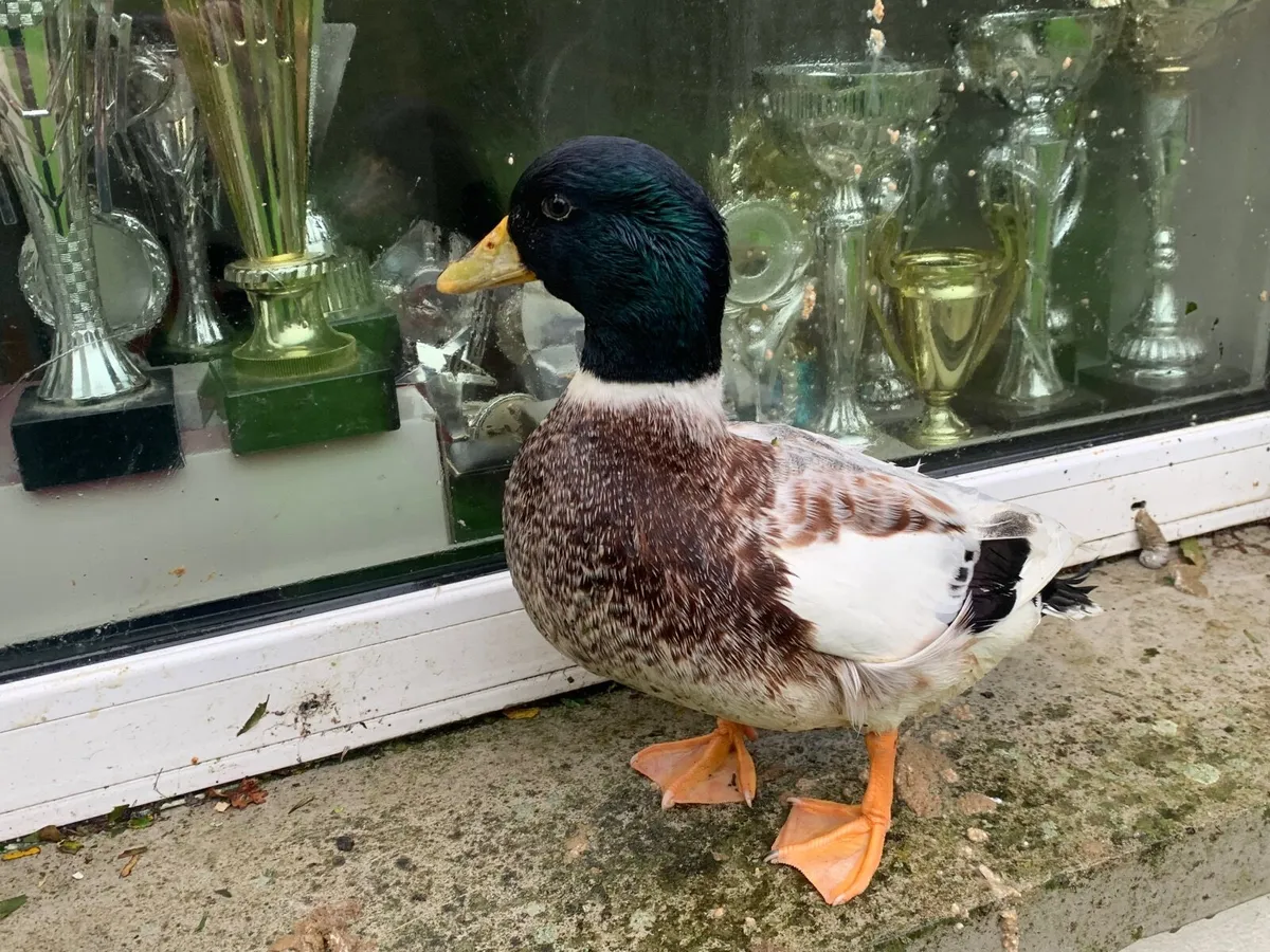 Call ducks - Image 2