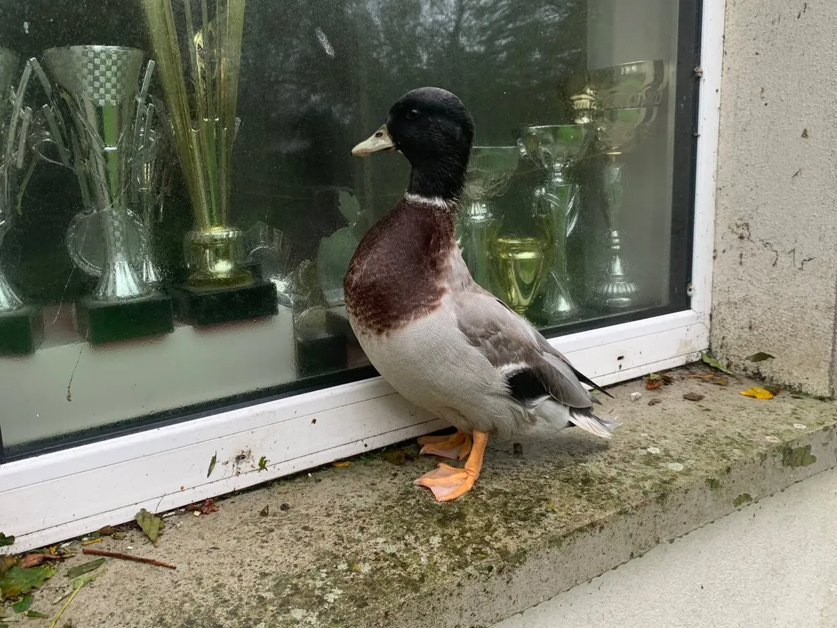 Call ducks - Image 3