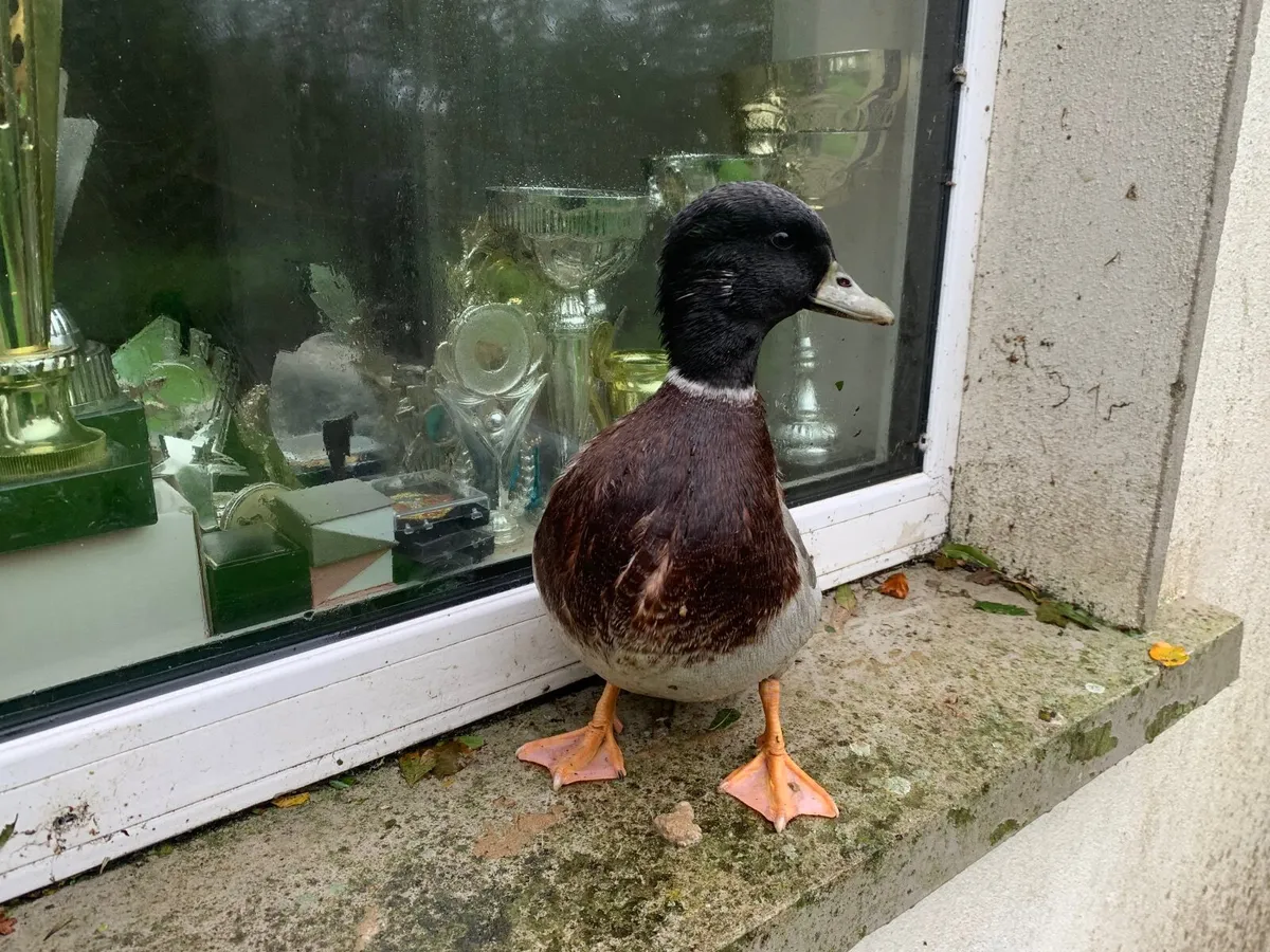 Call ducks - Image 4