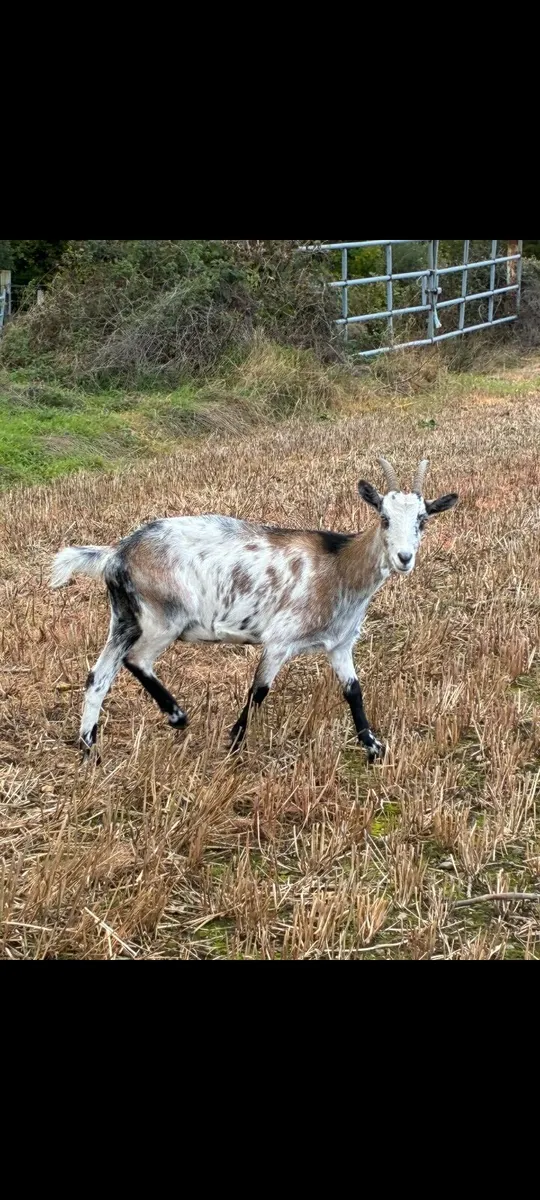 She goat ,,, and castered male goat - Image 1