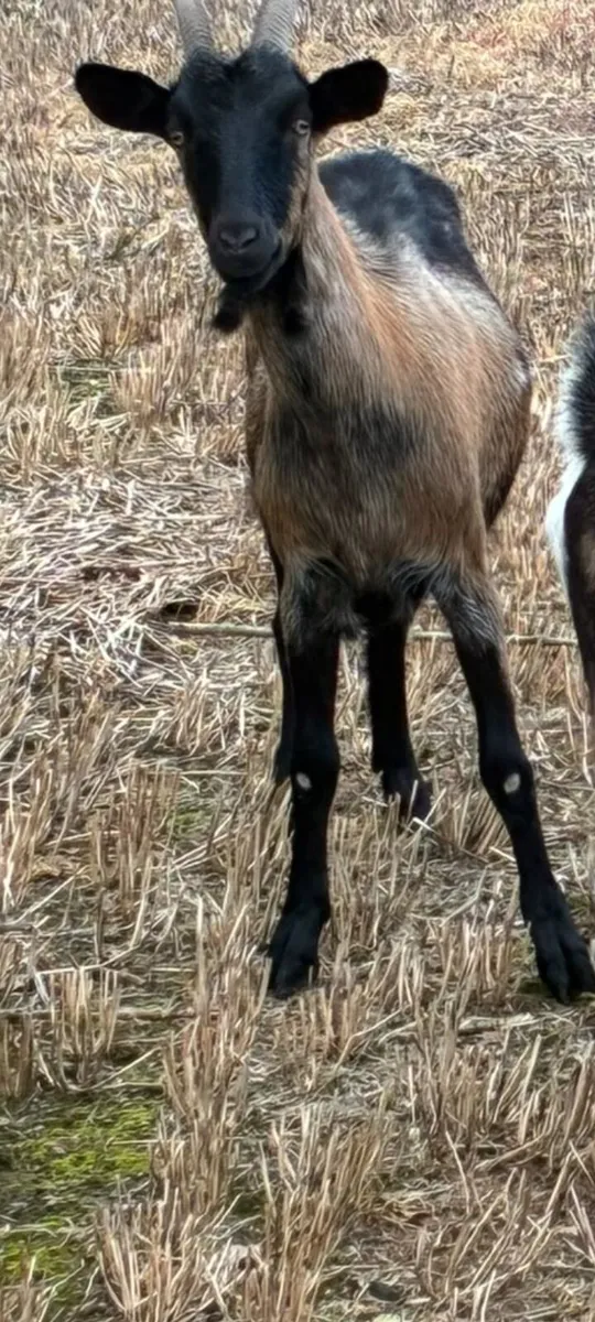She goat ,,, and castered male goat - Image 2