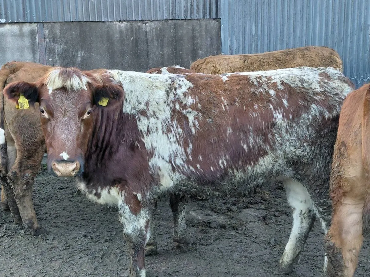 In calf heifers - Image 2