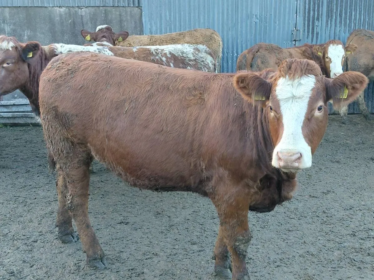 In calf heifers - Image 3