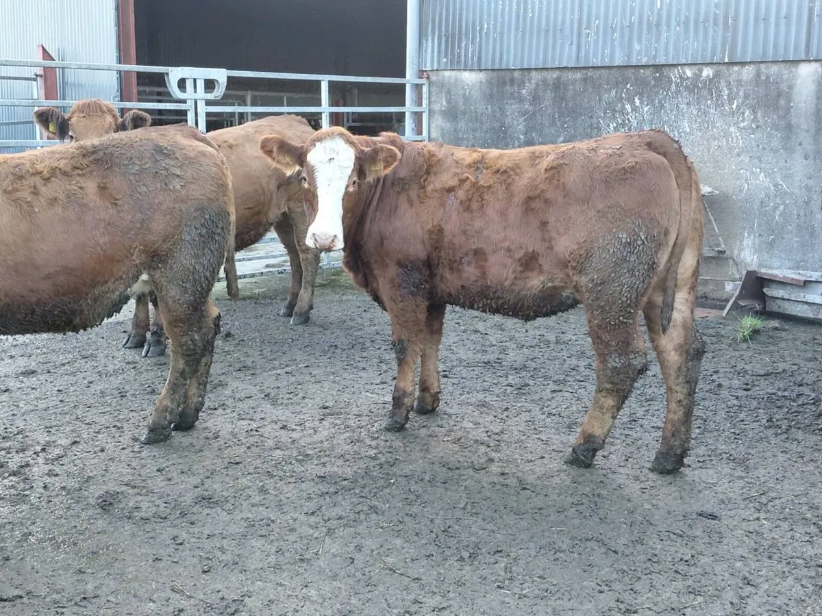 In calf heifers - Image 4