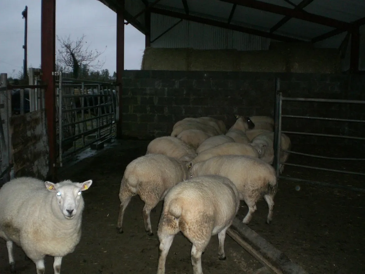 Sheep - Image 2