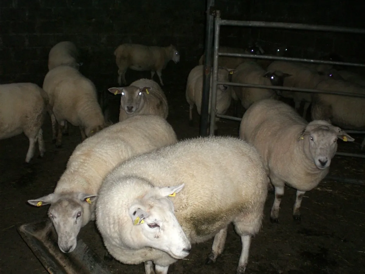 Sheep - Image 3