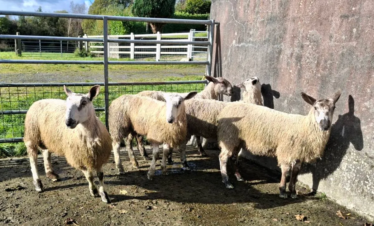 Bluefaced Leister Ram Lambs - Organic - Image 1