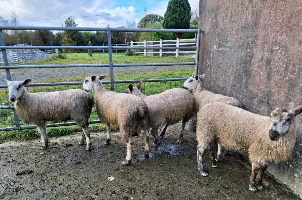 Bluefaced Leister Ram Lambs - Organic - Image 2
