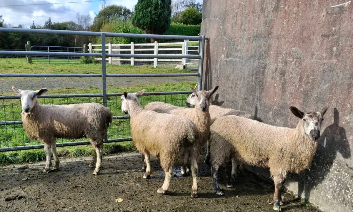 Bluefaced Leister Ram Lambs - Organic - Image 3