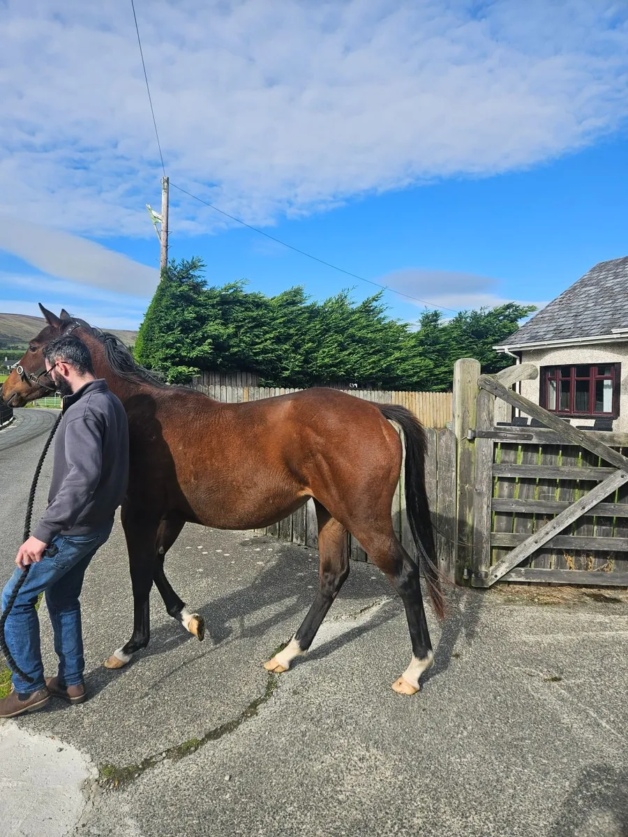 Alkumait filly - Image 3