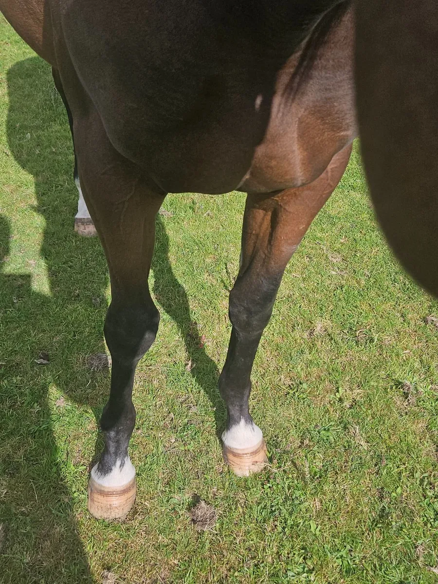 Alkumait filly - Image 4