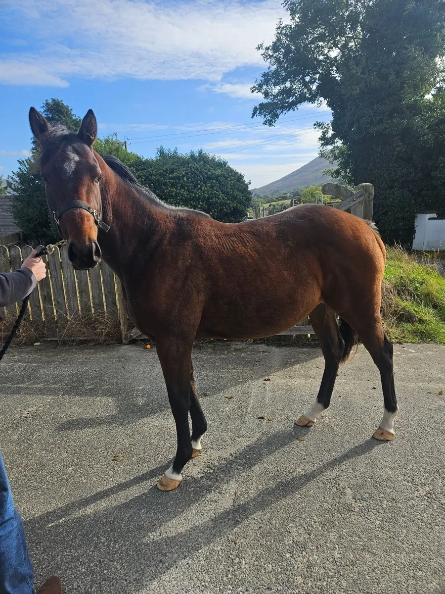 Alkumait filly - Image 1
