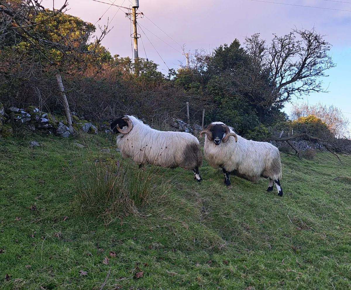 3 year old Blackfaced Perth Ram. - Image 1