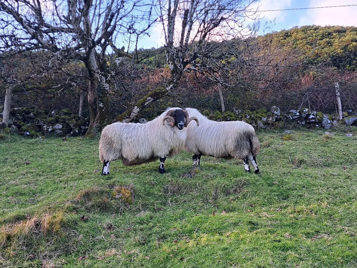 3 year old Blackfaced Perth Ram. - Image 2