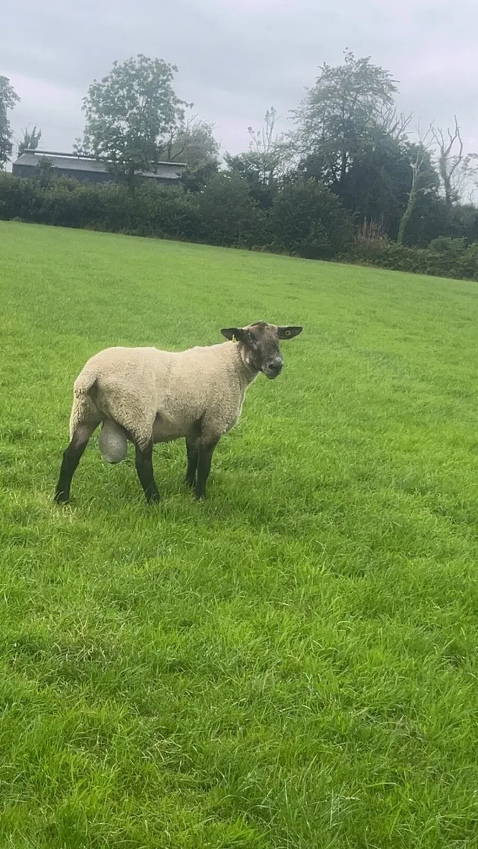 Suffolk x blue leicester ram - Image 3