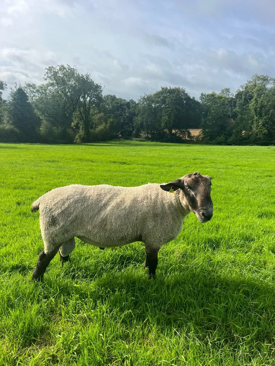 Suffolk x blue leicester ram - Image 4