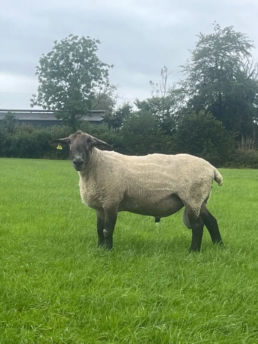 Suffolk x blue leicester ram - Image 1