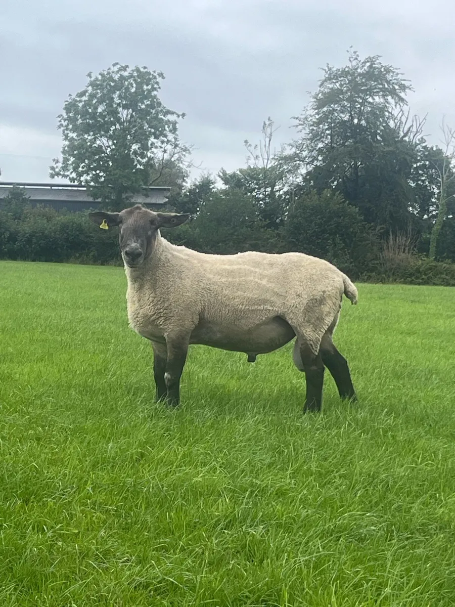 Suffolk x blue leicester ram - Image 2
