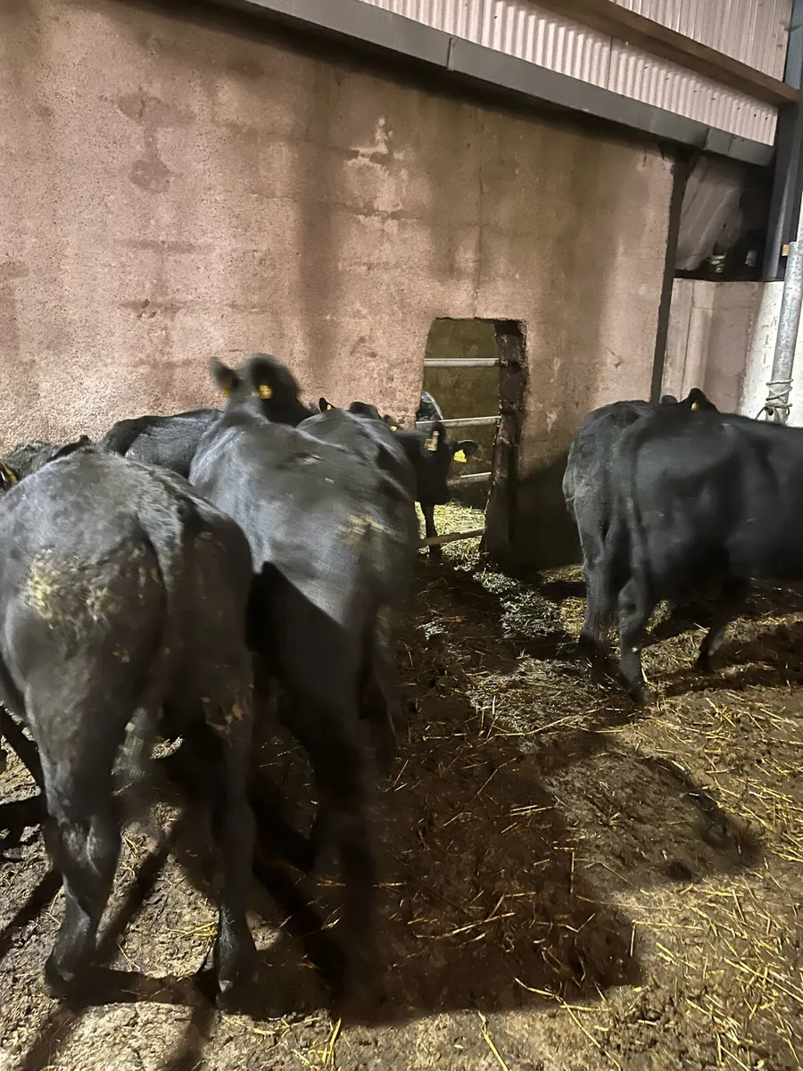 6 Angus bullocks 240kg - Image 2