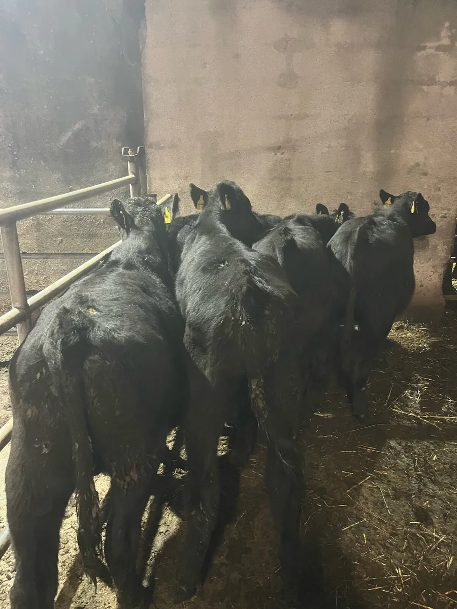 6 Angus bullocks 240kg - Image 3