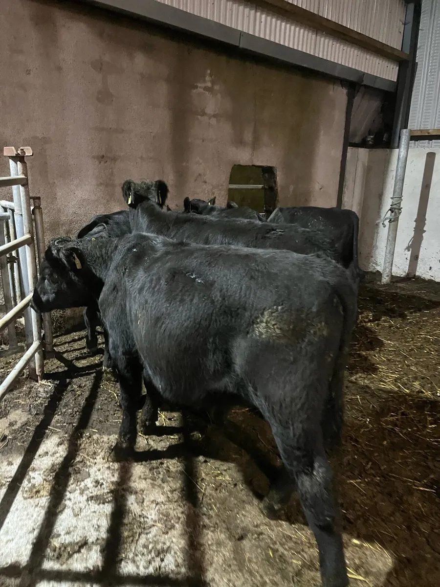 6 Angus bullocks 240kg - Image 1