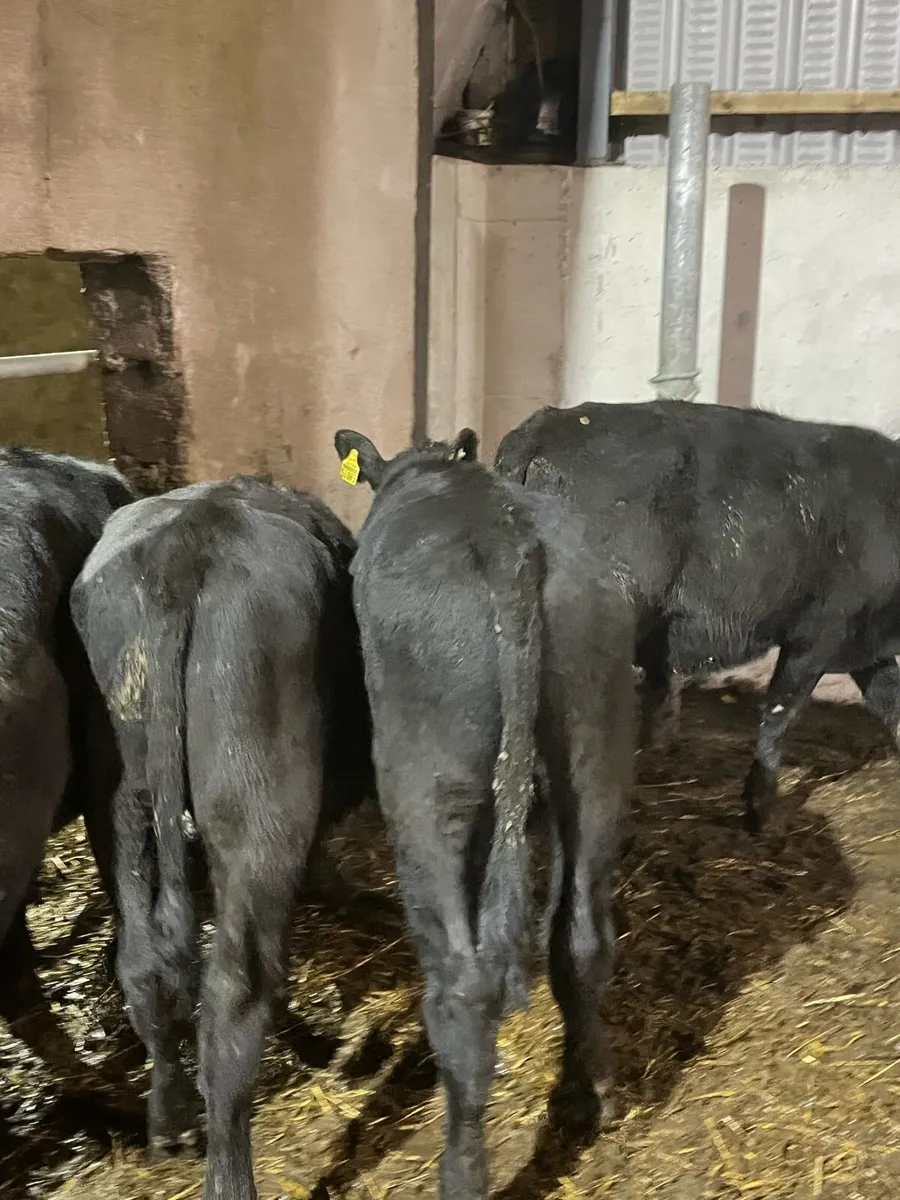 6 Angus bullocks 240kg - Image 4