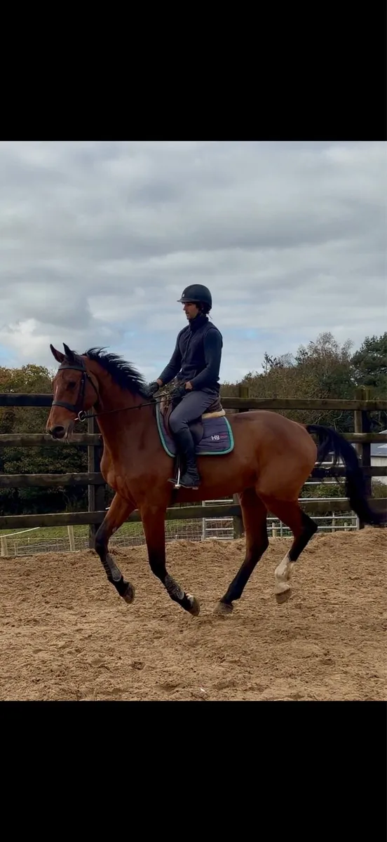 17h rising 5 yo ISH gelding - Image 3