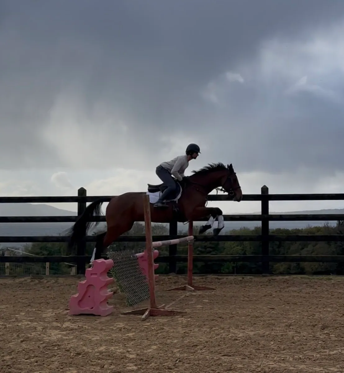 17h rising 5 yo ISH gelding - Image 4