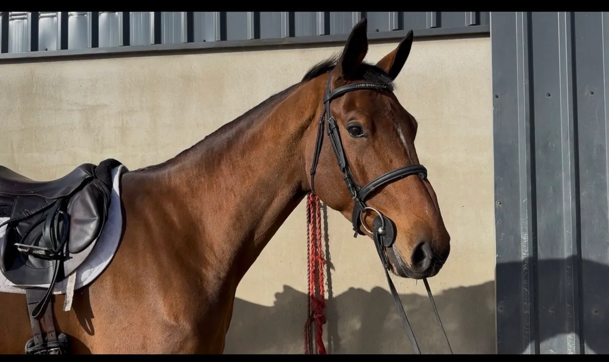 17h rising 5 yo ISH gelding - Image 2