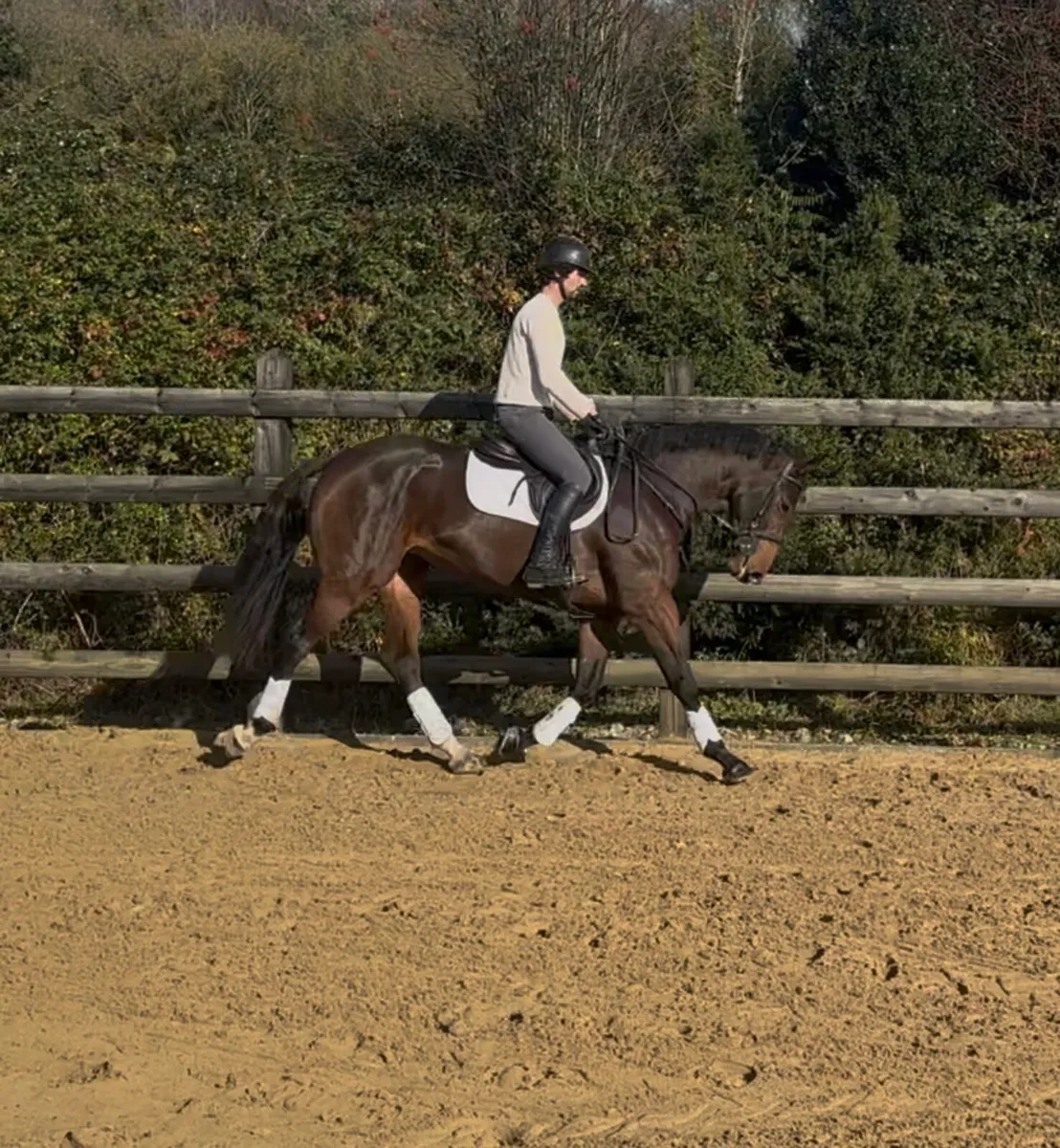 16h rising 5 yo TIH mare - Image 1