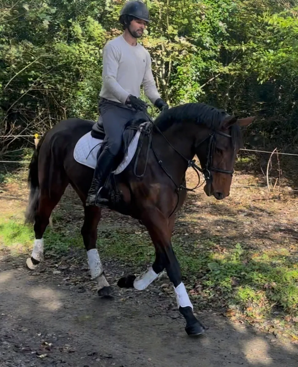 16h rising 5 yo TIH mare - Image 2